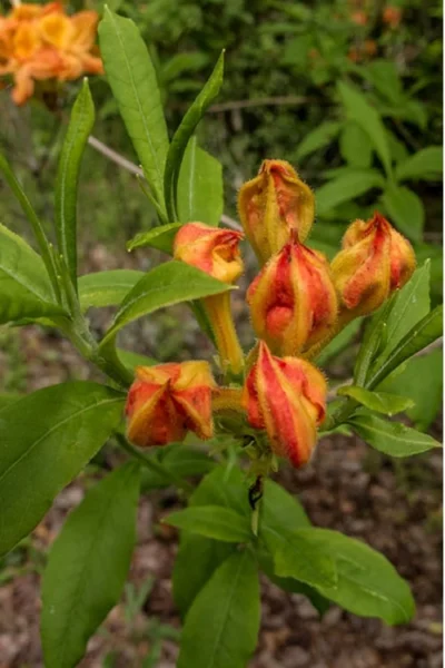 Flame Azalea (Rhododendron Calendulaceum) - 3 Gallon Pot -Chaste Tree World Native Azalea Flame 14