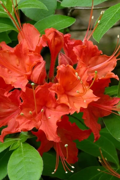 Flame Azalea (Rhododendron Calendulaceum) - 3 Gallon Pot -Chaste Tree World Native Azalea Flame 16