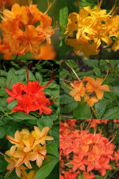 Flame Azalea (Rhododendron Calendulaceum) - 3 Gallon Pot -Chaste Tree World Native Azalea Flame 17