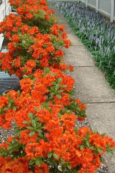Flame Azalea (Rhododendron Calendulaceum) - 3 Gallon Pot