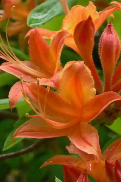 Flame Azalea (Rhododendron Calendulaceum) - 3 Gallon Pot -Chaste Tree World Native Azalea Flame 4