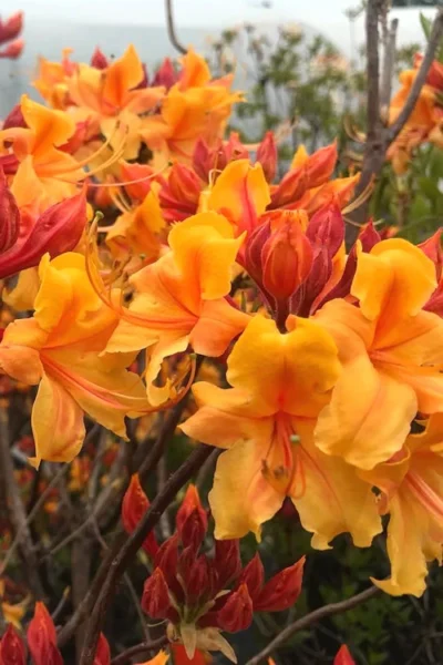 Four Kings Aromi Azalea (Rhododendron Hybrid) - 3 Gallon Pot 9 Four Kings Aromi Azalea (Rhododendron Hybrid) - 3 Gallon Pot -Chaste Tree World Native Azalea Four Kings 8