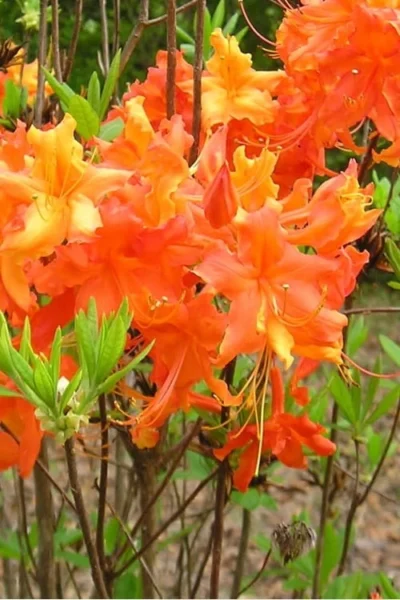 Frontier Gold Aromi Azalea (Rhododendron Hybrid) - 3 Gallon Pot -Chaste Tree World Native Azalea Frontier Gold 2 1
