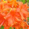 Frontier Gold Aromi Azalea (Rhododendron Hybrid) - 1 Gallon Pot