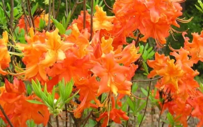 Frontier Gold Aromi Azalea (Rhododendron Hybrid) - 1 Gallon Pot 8 Frontier Gold Aromi Azalea (Rhododendron Hybrid) - 1 Gallon Pot -Chaste Tree World Native Azalea Frontier Gold 4