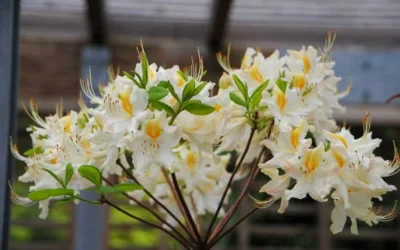 High Tide Aromi Azalea (Deciduous Rhododendron Hybrid) - 3 Gallon Pot -Chaste Tree World Native Azalea High Tide 2