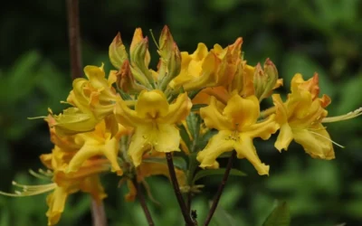 Jane's Gold Aromi Azalea (Rhododendron Hybrid) - 3 Gallon Pot -Chaste Tree World Native Azalea Janes Gold 1