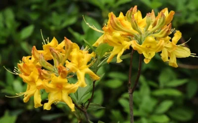 Jane's Gold Aromi Azalea (Rhododendron Hybrid) - 3 Gallon Pot -Chaste Tree World Native Azalea Janes Gold 3