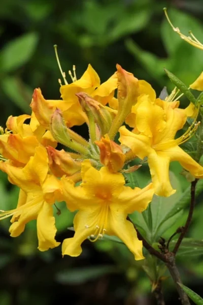 Jane's Gold Aromi Azalea (Rhododendron Hybrid) - 3 Gallon Pot -Chaste Tree World Native Azalea Janes Gold 4