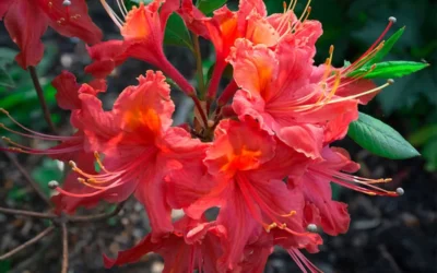 Jeb Stuart Native Azalea (Rhododendron) - 1 Gallon Pot 9 Jeb Stuart Native Azalea (Rhododendron) - 1 Gallon Pot -Chaste Tree World Native Azalea Jeb Stuart 2