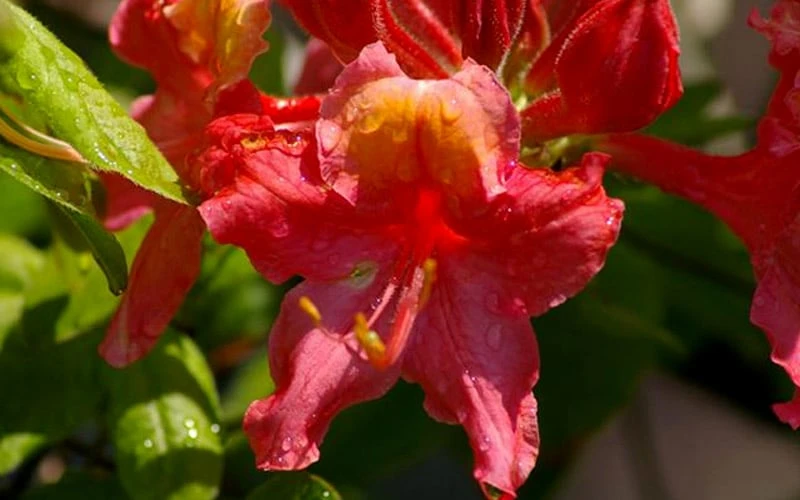Jeb Stuart Native Azalea (Rhododendron) - 1 Gallon Pot 4 Jeb Stuart Native Azalea (Rhododendron) - 1 Gallon Pot - Image 4