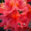 Jeb Stuart Native Azalea (Rhododendron) - 1 Gallon Pot