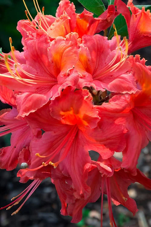 Jeb Stuart Native Azalea (Rhododendron) - 1 Gallon Pot 1 Jeb Stuart Native Azalea (Rhododendron) - 1 Gallon Pot