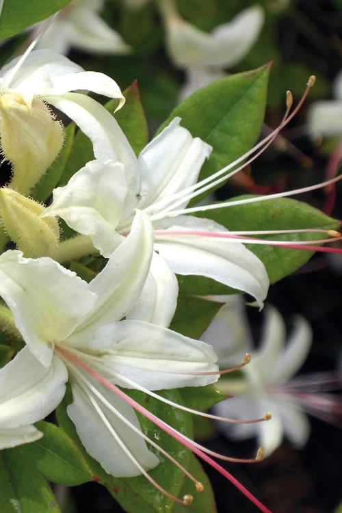 June Jubilee Aromi Azalea (Rhododendron Hybrid) - 3 Gallon Pot 1 June Jubilee Aromi Azalea (Rhododendron Hybrid) - 3 Gallon Pot