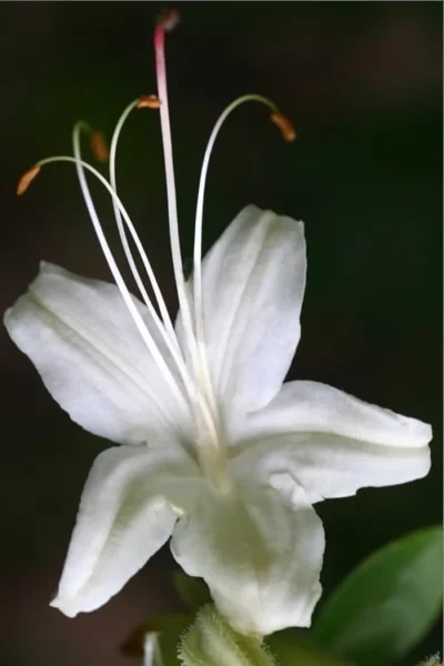 June Jubilee Aromi Azalea (Rhododendron Hybrid) - 3 Gallon Pot 7 June Jubilee Aromi Azalea (Rhododendron Hybrid) - 3 Gallon Pot -Chaste Tree World Native Azalea June Jubilee 2