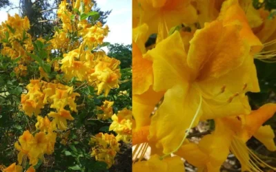 King's Wizard Aromi Azalea (Rhododendron Hybrid) - 1 Gallon Pot -Chaste Tree World Native Azalea Kings Wizard 4