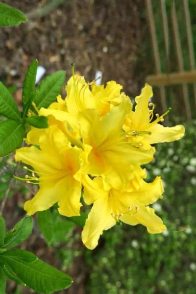 Lemonade Aromi Azalea (Rhododendron Hybrid) - 1 Gallon Pot -Chaste Tree World Native Azalea Lemonade 10 1