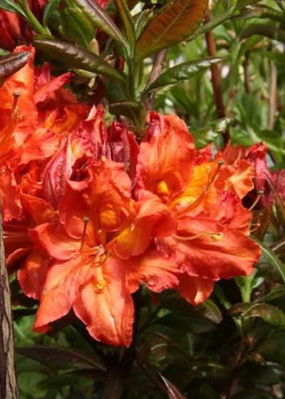Mary Poppins Azalea (Rhododendron) - 5 Gallon Pot 8 Mary Poppins Azalea (Rhododendron) - 5 Gallon Pot -Chaste Tree World Native Azalea Mary Poppins 5