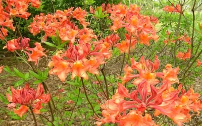 Mauvilla Gold Aromi Azalea (Rhododendron Hybrid) - 3 Gallon Pot 8 Mauvilla Gold Aromi Azalea (Rhododendron Hybrid) - 3 Gallon Pot -Chaste Tree World Native Azalea Mauvila Gold 1 1