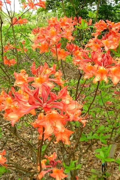 Mauvilla Gold Aromi Azalea (Rhododendron Hybrid) - 3 Gallon Pot 9 Mauvilla Gold Aromi Azalea (Rhododendron Hybrid) - 3 Gallon Pot -Chaste Tree World Native Azalea Mauvila Gold 2 1
