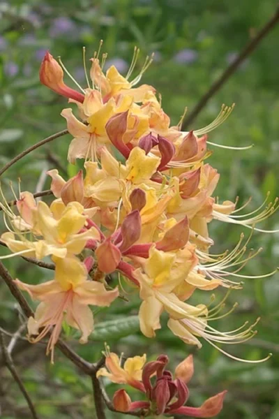 My Mary Native Azalea (Rhododendron) - 3 Gallon Pot -Chaste Tree World Native Azalea My Mary 10 1