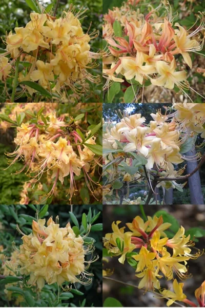 My Mary Native Azalea (Rhododendron) - 1 Gallon Pot -Chaste Tree World Native Azalea My Mary 15