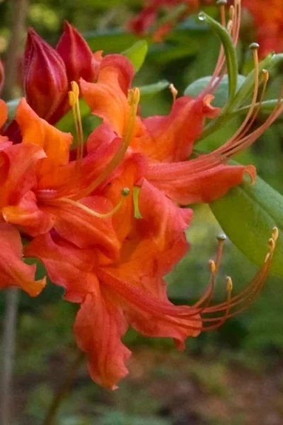 Oconee Native Azalea - Rhododendron Flammeum Speciosum - 1 Gallon Pot -Chaste Tree World Native Azalea Oconee Flammeum 12