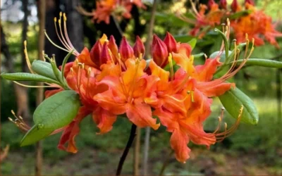 Oconee Native Azalea - Rhododendron Flammeum Speciosum - 1 Gallon Pot -Chaste Tree World Native Azalea Oconee Flammeum 20