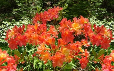 Oconee Native Azalea - Rhododendron Flammeum Speciosum - 1 Gallon Pot -Chaste Tree World Native Azalea Oconee Flammeum 4