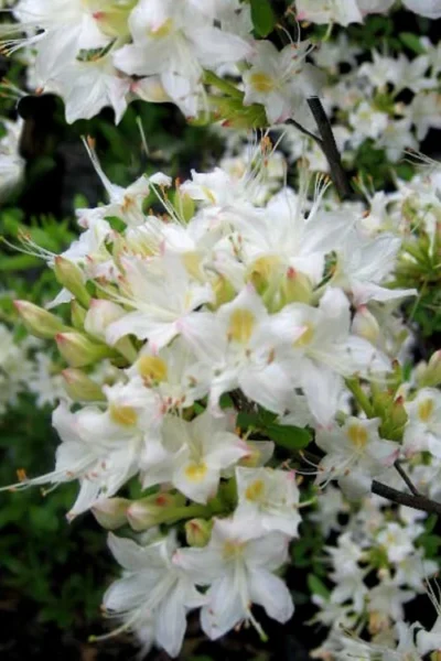 Pete McNees White Native Azalea - Rhododendron Albamanense - 3 Gallon Pot -Chaste Tree World Native Azalea Pete McNees 1