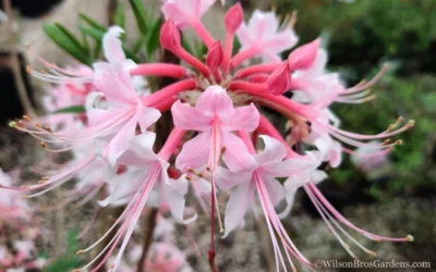 Varnadoes Phlox Pink Native Azalea - Rhododendron Canescens - 3 Gallon Pot -Chaste Tree World Native Azalea Phlox Pink 30