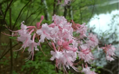 Pink Alabama Native Azalea - Rhododendron - 3 Gallon Pot -Chaste Tree World Native Azalea Pink Alabamense 3
