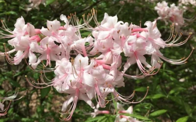 Pink Alabama Native Azalea - Rhododendron - 3 Gallon Pot -Chaste Tree World Native Azalea Pink Alabamense 7