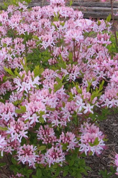 Pinxterbloom Azalea (Rhododendron Periclymenoides) - 3 Gallon Pot -Chaste Tree World Native Azalea Pinxterbloom 1