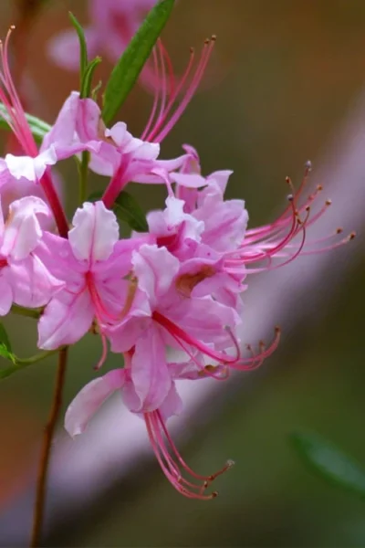 Pinxterbloom Azalea (Rhododendron Periclymenoides) - 3 Gallon Pot -Chaste Tree World Native Azalea Pinxterbloom 10