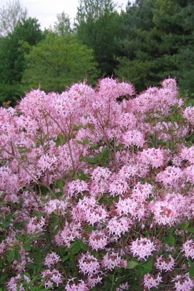 Pinxterbloom Azalea (Rhododendron Periclymenoides) - 3 Gallon Pot -Chaste Tree World Native Azalea Pinxterbloom 3