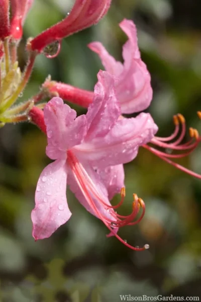 Pinxterbloom Azalea (Rhododendron Periclymenoides) - 3 Gallon Pot -Chaste Tree World Native Azalea Pinxterbloom 8