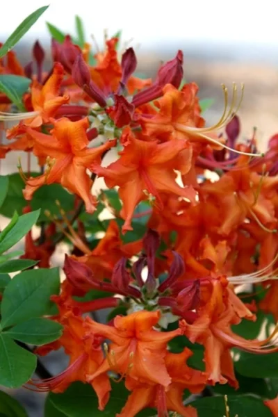 Red Pepper Aromi Azalea (Rhododendron Hybrid) - 3 Gallon Pot -Chaste Tree World Native Azalea Red Pepper 1 1