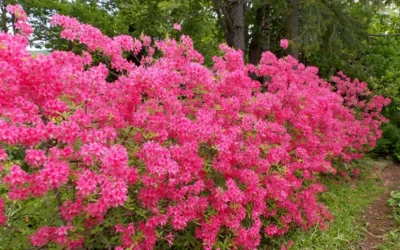 Rosy Lights Cold Hardy Azalea (Rhododendron) - 3 Gallon Pot 9 Rosy Lights Cold Hardy Azalea (Rhododendron) - 3 Gallon Pot -Chaste Tree World Native Azalea Rosy Lights 5