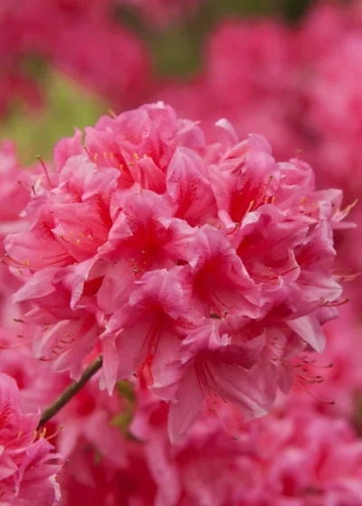 Rosy Lights Cold Hardy Azalea (Rhododendron) - 1 Gallon Pot 8 Rosy Lights Cold Hardy Azalea (Rhododendron) - 1 Gallon Pot -Chaste Tree World Native Azalea Rosy Lights 6 1