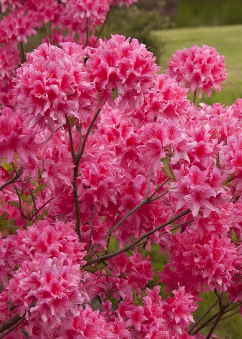 Rosy Lights Cold Hardy Azalea (Rhododendron) - 3 Gallon Pot 1 Rosy Lights Cold Hardy Azalea (Rhododendron) - 3 Gallon Pot