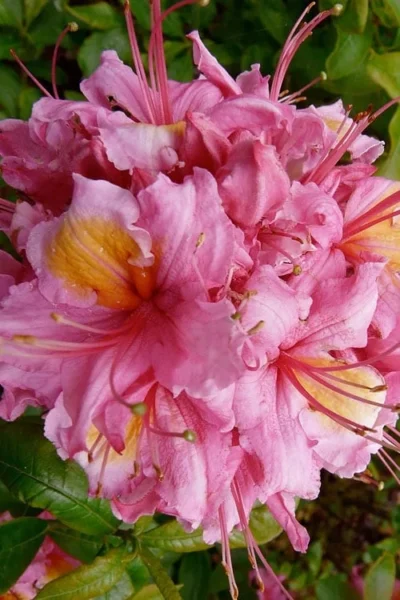 Samford Sorbet Native Azalea (Rhododendron) - 3 Gallon Pot -Chaste Tree World Native Azalea Samford Sorbet 10