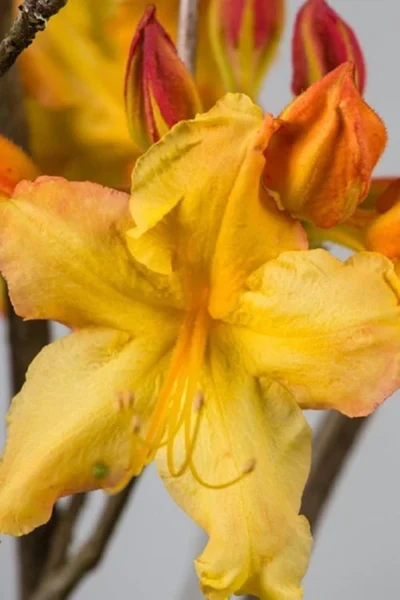 Solar Flare Sunbow Azalea - 3 Gallon Pot -Chaste Tree World Native Azalea Solar Flare Sunbow BS