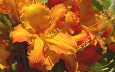 Solar Glow Sunbow Azalea - 3 Gallon Pot -Chaste Tree World Native Azalea Solar Glow 2 1