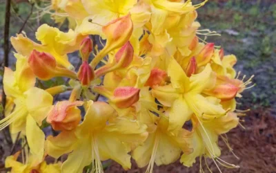 Solar Flare Sunbow Azalea - 3 Gallon Pot -Chaste Tree World Native Azalea Solor Flare Sunbow 3