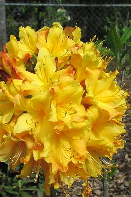 Spring Fanfare Aromi Azalea (Rhododendron Hybrid) - 1 Gallon Pot 1 Spring Fanfare Aromi Azalea (Rhododendron Hybrid) - 1 Gallon Pot