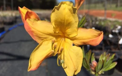 Spring Fanfare Aromi Azalea (Rhododendron Hybrid) - 3 Gallon Pot 7 Spring Fanfare Aromi Azalea (Rhododendron Hybrid) - 3 Gallon Pot -Chaste Tree World Native Azalea Spring Fanfare 3