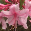 Spring Sensation Aromi Azalea (Rhododendron Hybrid) - 3 Gallon Pot