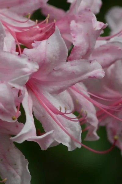 Spring Sensation Aromi Azalea (Rhododendron Hybrid) - 1 Gallon Pot -Chaste Tree World Native Azalea Spring Sensation 2