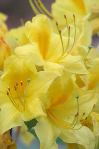 Sunny Side Up Aromi Azalea (Rhododendron Hybrid) - 3 Gallon Pot -Chaste Tree World Native Azalea Sunny Side Up 6